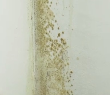 does Medify air purifiers remove mold spores?