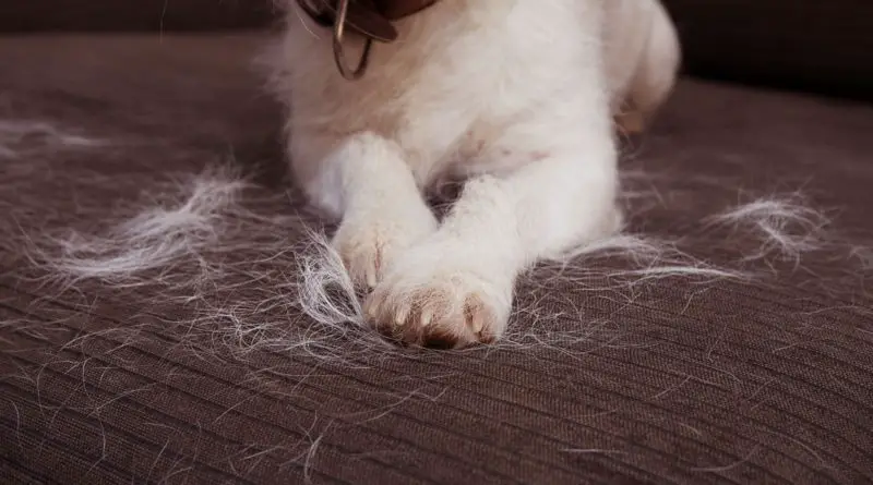 how to get dog hair off comforter